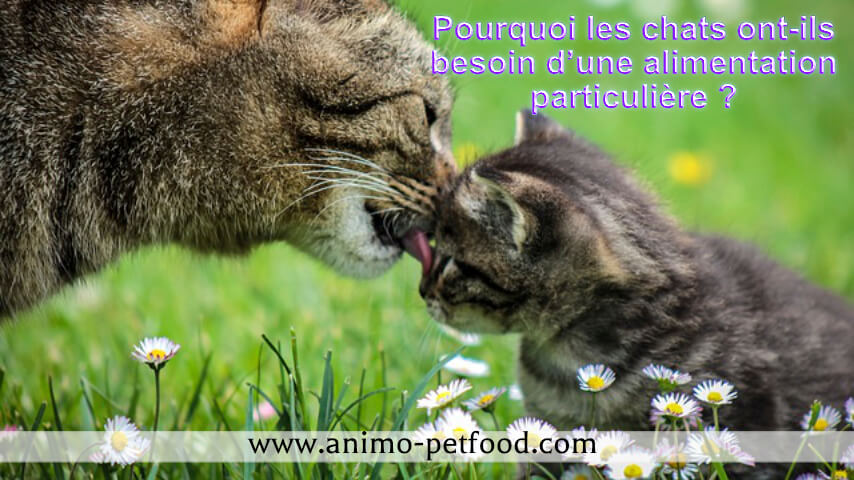 pourquoi-les-chats-ont-ils-besoin-dune-alimentation-particuliere